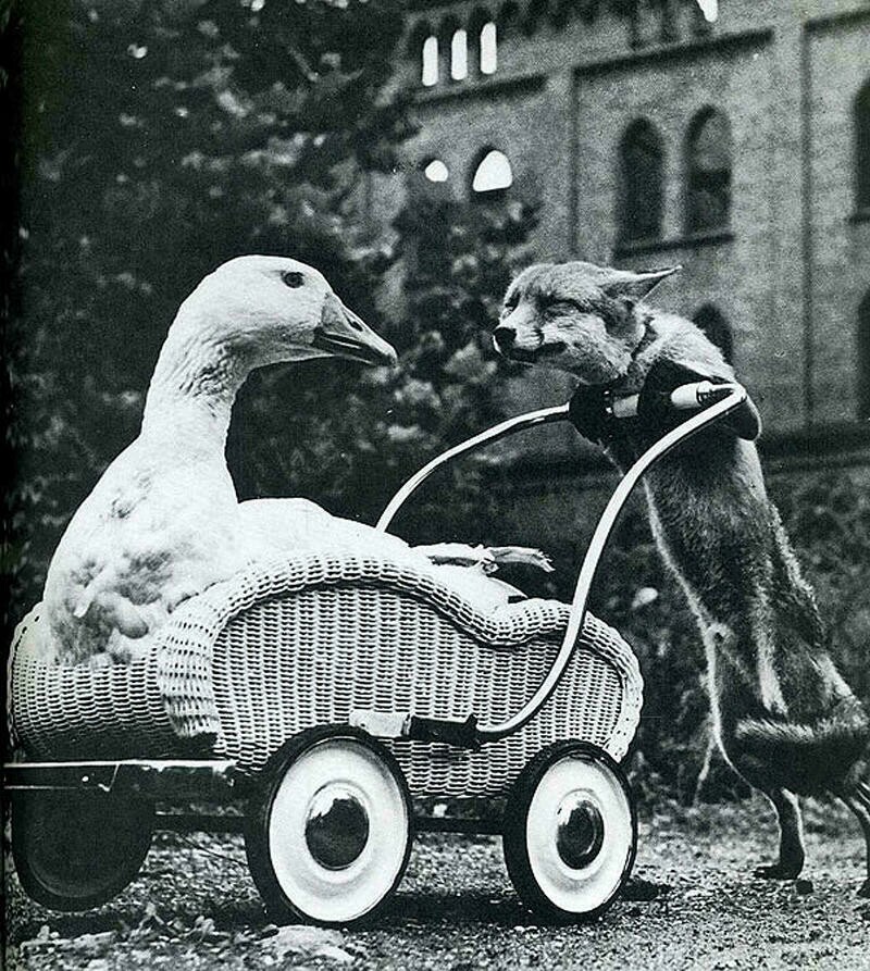 Блог - 10 снимков животных от журнала LIFE, которые были сделаны в самый нужный момент 10 снимков животных от журнала LIFE, которые были сделаны в самый нужный момент