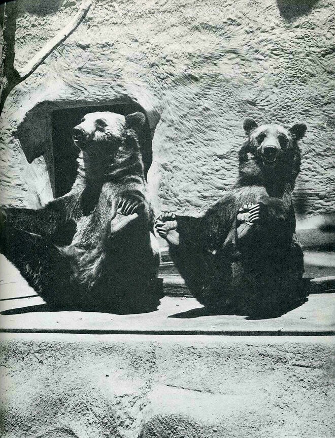 Блог - 10 снимков животных от журнала LIFE, которые были сделаны в самый нужный момент 10 снимков животных от журнала LIFE, которые были сделаны в самый нужный момент