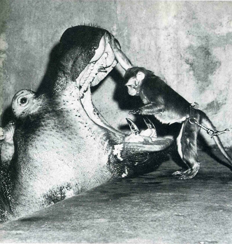 Блог - 10 снимков животных от журнала LIFE, которые были сделаны в самый нужный момент 10 снимков животных от журнала LIFE, которые были сделаны в самый нужный момент