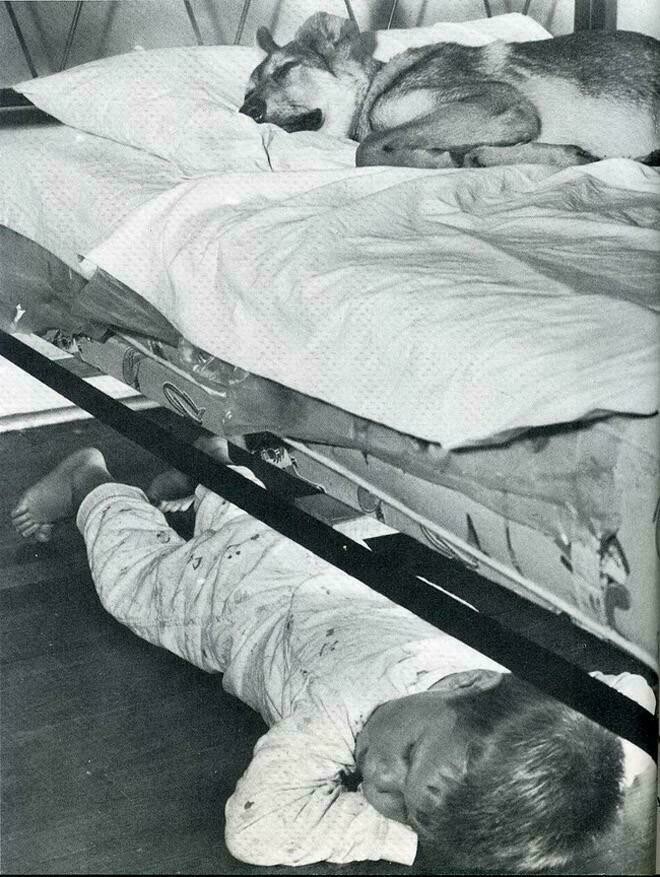 Блог - 10 снимков животных от журнала LIFE, которые были сделаны в самый нужный момент 10 снимков животных от журнала LIFE, которые были сделаны в самый нужный момент