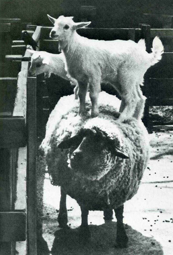 Блог - 10 снимков животных от журнала LIFE, которые были сделаны в самый нужный момент 10 снимков животных от журнала LIFE, которые были сделаны в самый нужный момент