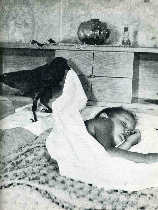 Блог - 10 снимков животных от журнала LIFE, которые были сделаны в самый нужный момент 10 снимков животных от журнала LIFE, которые были сделаны в самый нужный момент