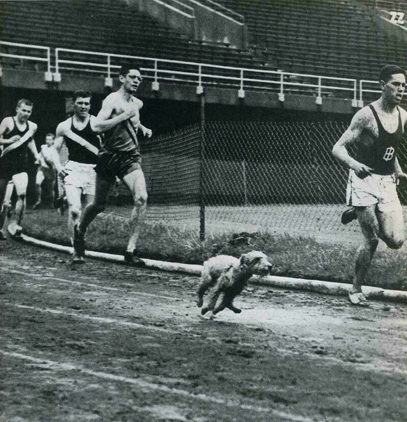 Блог - 10 снимков животных от журнала LIFE, которые были сделаны в самый нужный момент 10 снимков животных от журнала LIFE, которые были сделаны в самый нужный момент