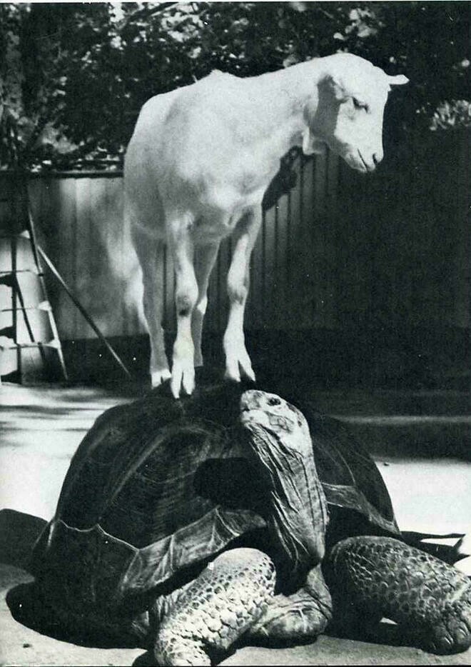 Блог - 10 снимков животных от журнала LIFE, которые были сделаны в самый нужный момент 10 снимков животных от журнала LIFE, которые были сделаны в самый нужный момент