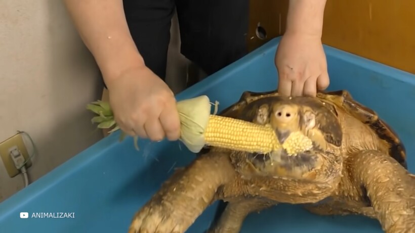 Блог - Видео: На что способна аллигаторовая черепаха, и почему с ней лучше не связываться Видео: На что способна аллигаторовая черепаха, и почему с ней лучше не связываться