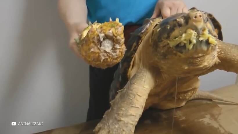 Блог - Видео: На что способна аллигаторовая черепаха, и почему с ней лучше не связываться Видео: На что способна аллигаторовая черепаха, и почему с ней лучше не связываться