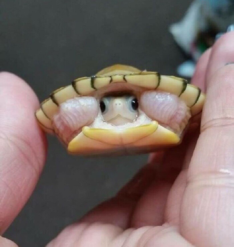 Блог - 25 фото очаровательных черепах, доказывающих, какие это милые и забавные питомцы 25 фото очаровательных черепах, доказывающих, какие это милые и забавные питомцы