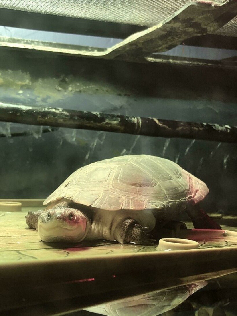 Блог - 25 фото очаровательных черепах, доказывающих, какие это милые и забавные питомцы 25 фото очаровательных черепах, доказывающих, какие это милые и забавные питомцы