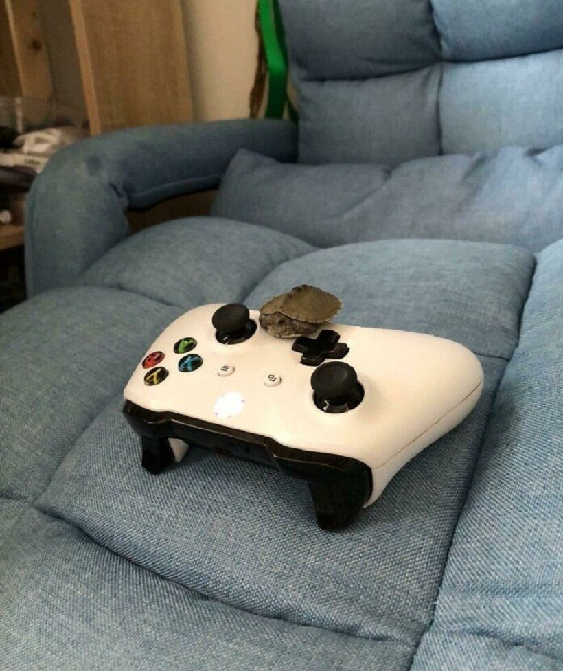 Блог - 25 фото очаровательных черепах, доказывающих, какие это милые и забавные питомцы 25 фото очаровательных черепах, доказывающих, какие это милые и забавные питомцы