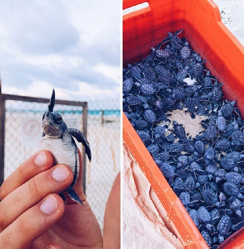 Блог - 25 фото очаровательных черепах, доказывающих, какие это милые и забавные питомцы 25 фото очаровательных черепах, доказывающих, какие это милые и забавные питомцы