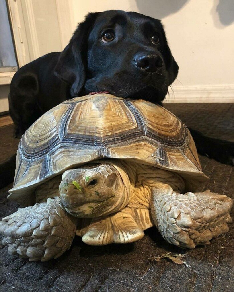 Блог - 25 фото очаровательных черепах, доказывающих, какие это милые и забавные питомцы 25 фото очаровательных черепах, доказывающих, какие это милые и забавные питомцы