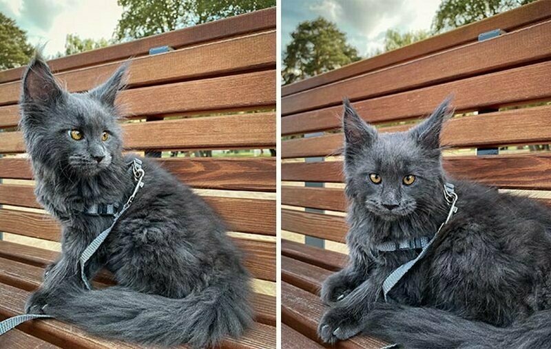 Блог - 15 фото кота Винсента, который вырос гигантским и обзавелся собачьим характером 15 фото кота Винсента, который вырос гигантским и обзавелся собачьим характером