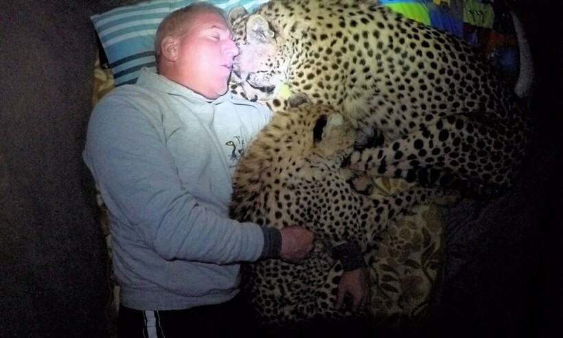 Блог - 16 фото гепарда, который ведет себя со своим спасителем как огромный ласковый котенок 16 фото гепарда, который ведет себя со своим спасителем как огромный ласковый котенок