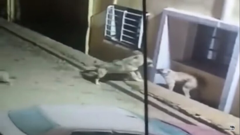 Блог - Видео: Кангал против трех волков — битвы животных, снятые на камеру Видео: Кангал против трех волков — битвы животных, снятые на камеру