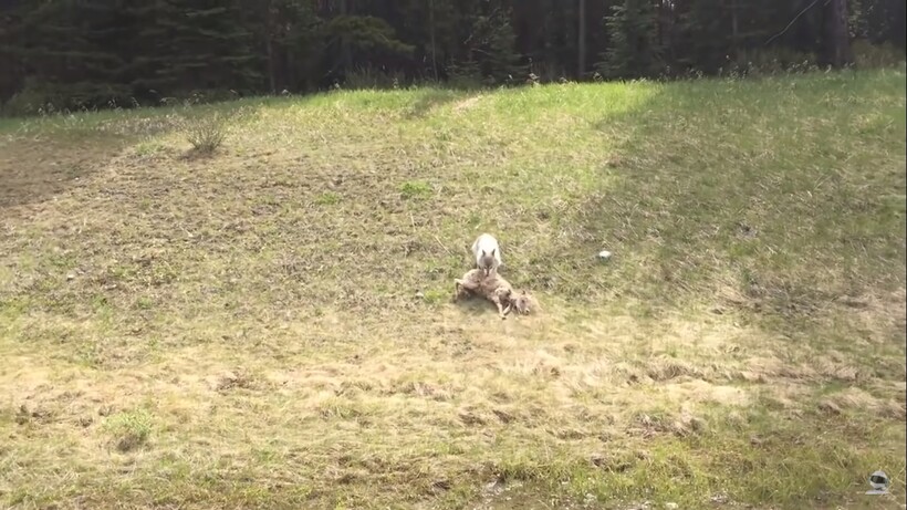 Блог - Видео: Кангал против трех волков — битвы животных, снятые на камеру Видео: Кангал против трех волков — битвы животных, снятые на камеру