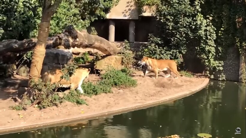 Блог - Видео: Кангал против трех волков — битвы животных, снятые на камеру Видео: Кангал против трех волков — битвы животных, снятые на камеру