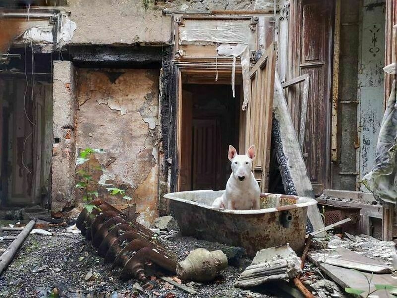 Блог - 15 снимков бультерьера-путешественника, который исследует забытые всеми здания 15 снимков бультерьера-путешественника, который исследует забытые всеми здания