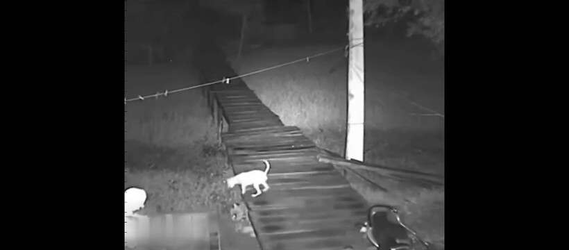 Блог - Видео: Ужин сам пришел — собаки попытались напасть на ягуара, но он только рад этому Видео: Ужин сам пришел — собаки попытались напасть на ягуара, но он только рад этому