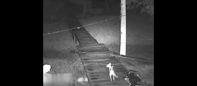 Блог - Видео: Ужин сам пришел — собаки попытались напасть на ягуара, но он только рад этому Видео: Ужин сам пришел — собаки попытались напасть на ягуара, но он только рад этому