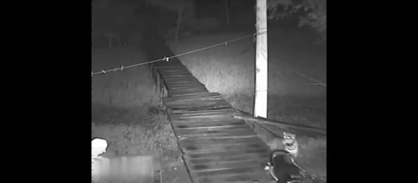 Блог - Видео: Ужин сам пришел — собаки попытались напасть на ягуара, но он только рад этому Видео: Ужин сам пришел — собаки попытались напасть на ягуара, но он только рад этому