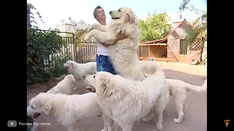 Блог - Видео: Собаки, которые в 100 раз опаснее волка Видео: Собаки, которые в 100 раз опаснее волка