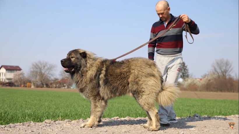 Блог - Видео: Собаки, которые в 100 раз опаснее волка Видео: Собаки, которые в 100 раз опаснее волка