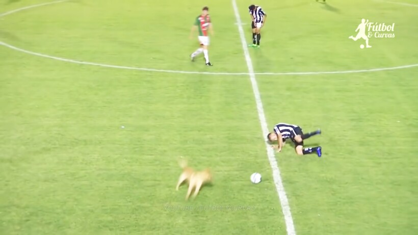 Видео: Самые смешные моменты с животными на футбольном поле