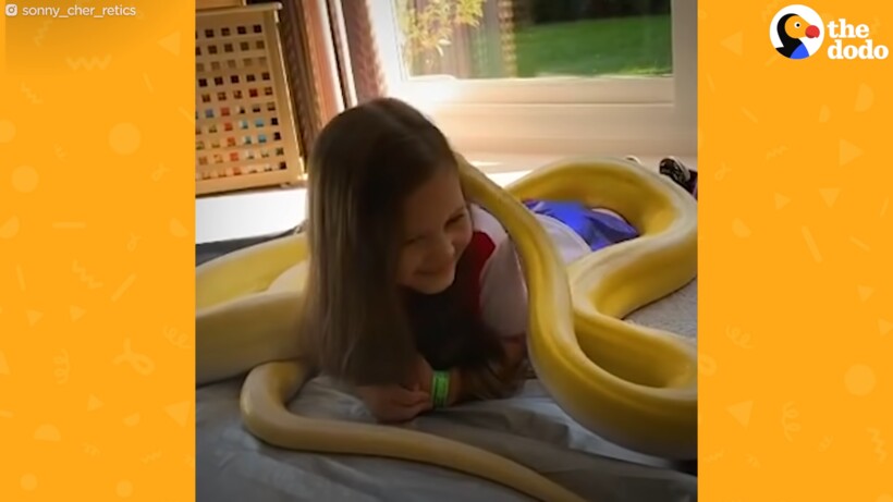 Блог - Видео: Девочка играет со своим домашним пятиметровым питоном  Видео: Девочка играет со своим домашним пятиметровым питоном