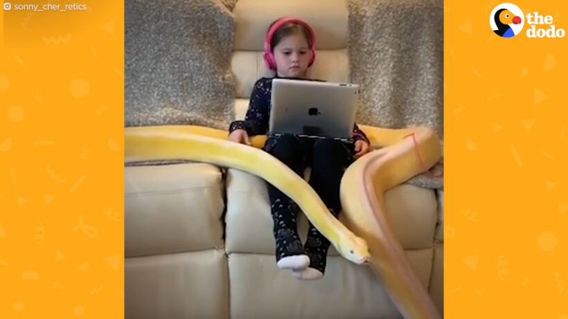 Блог - Видео: Девочка играет со своим домашним пятиметровым питоном  Видео: Девочка играет со своим домашним пятиметровым питоном