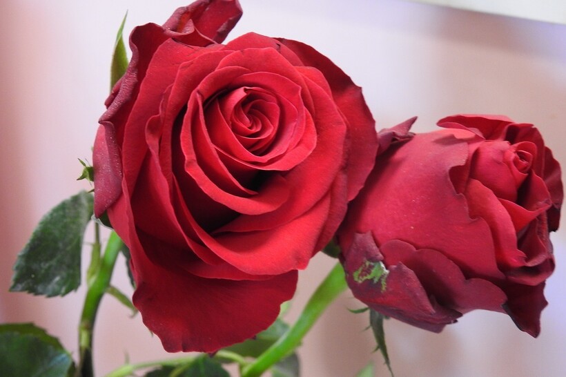 Фото: satynek/pixabay.com Фото: satynek/pixabay.com