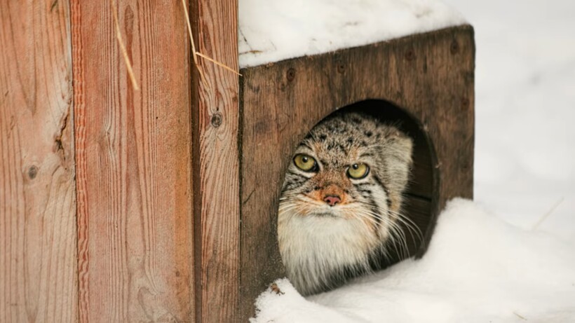 Блог - Видео: Два невероятно милых манула резвятся в сугробах в сибирском зоопарке Видео: Два невероятно милых манула резвятся в сугробах в сибирском зоопарке