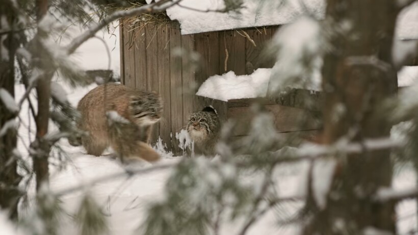 Блог - Видео: Два невероятно милых манула резвятся в сугробах в сибирском зоопарке Видео: Два невероятно милых манула резвятся в сугробах в сибирском зоопарке