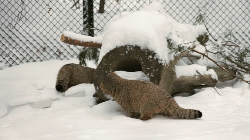 Блог - Видео: Два невероятно милых манула резвятся в сугробах в сибирском зоопарке Видео: Два невероятно милых манула резвятся в сугробах в сибирском зоопарке