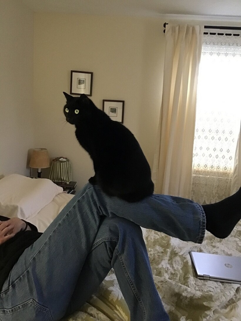 Блог - 10 людей, которые вначале были против «грязного кота», но потом что-то пошло не так 10 людей, которые вначале были против «грязного кота», но потом что-то пошло не так