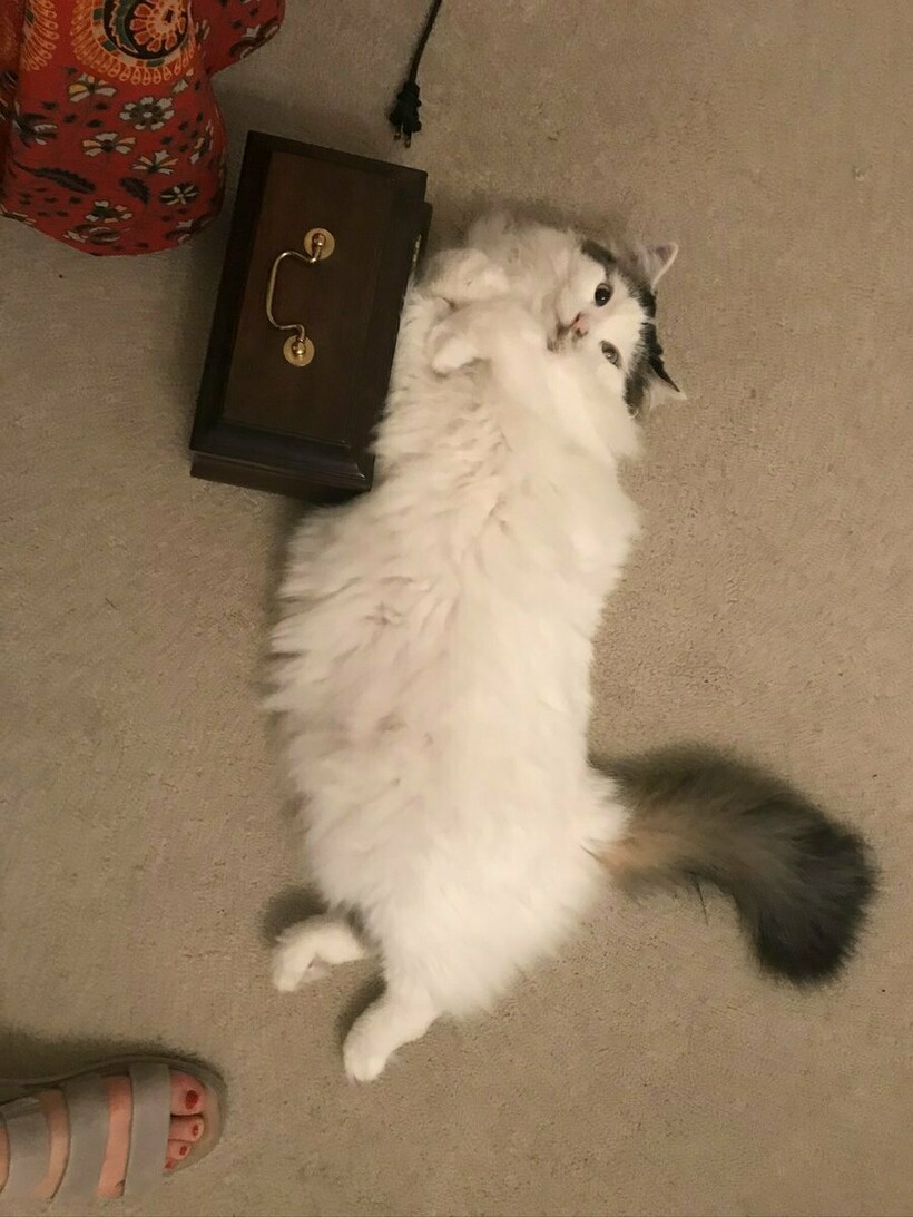 Блог - 10 людей, которые вначале были против «грязного кота», но потом что-то пошло не так 10 людей, которые вначале были против «грязного кота», но потом что-то пошло не так