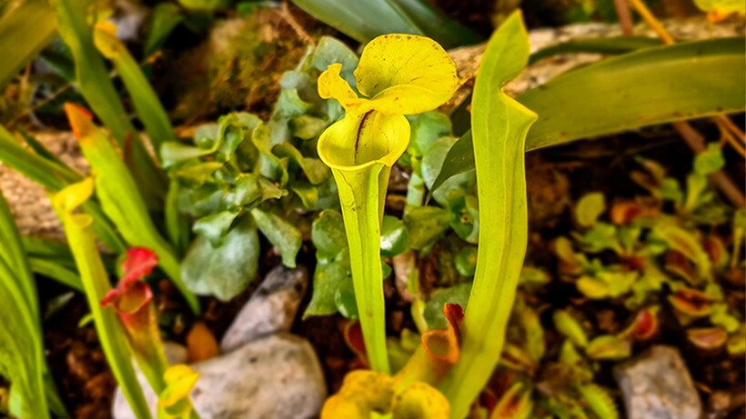 Yellow Pitcher Plant. Фото: bbcearth.com