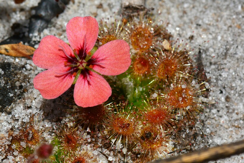 Drosera Pulchella. Фото: Jean and Fred Hort / flickr.com