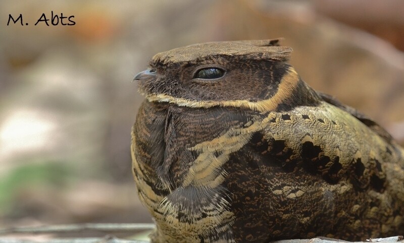Фото: observation.org Фото: observation.org