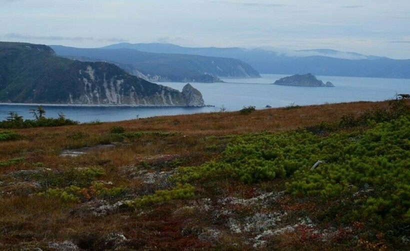 На острове нет привычных лесов. Фото: dxnews.com  На острове нет привычных лесов. Фото: dxnews.com