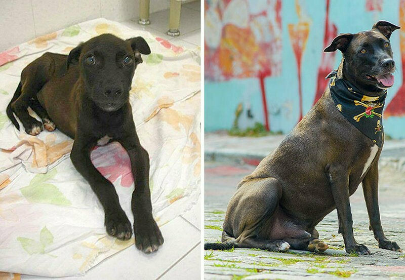 Блог - До и после в 15 снимках: фотограф снимает бездомных животных, которые обрели дом До и после в 15 снимках: фотограф снимает бездомных животных, которые обрели дом
