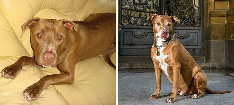 Блог - До и после в 15 снимках: фотограф снимает бездомных животных, которые обрели дом До и после в 15 снимках: фотограф снимает бездомных животных, которые обрели дом