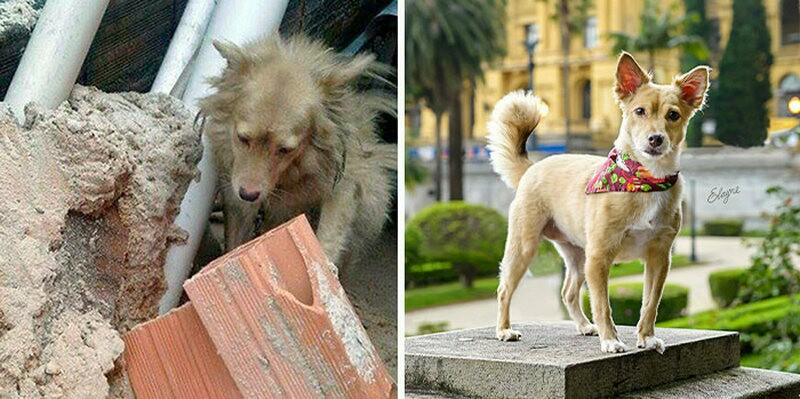 Блог - До и после в 15 снимках: фотограф снимает бездомных животных, которые обрели дом До и после в 15 снимках: фотограф снимает бездомных животных, которые обрели дом