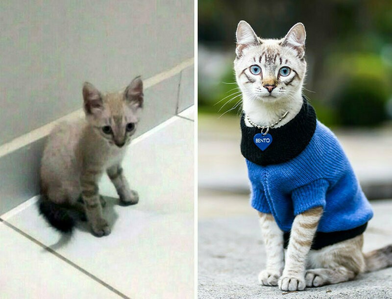 Блог - До и после в 15 снимках: фотограф снимает бездомных животных, которые обрели дом До и после в 15 снимках: фотограф снимает бездомных животных, которые обрели дом