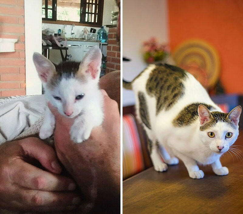 Блог - До и после в 15 снимках: фотограф снимает бездомных животных, которые обрели дом До и после в 15 снимках: фотограф снимает бездомных животных, которые обрели дом