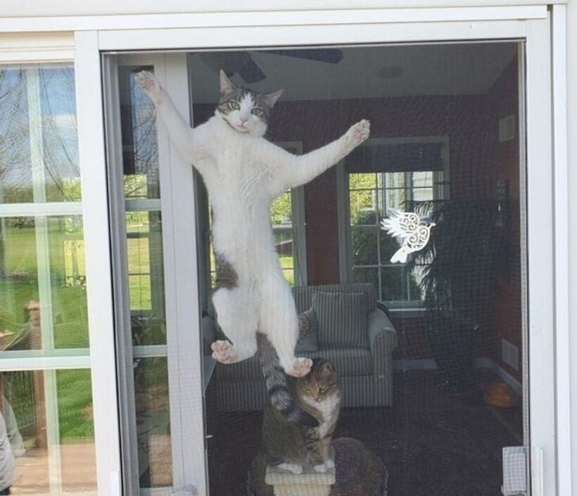 Блог - 11 котов, которые не знают правил физики, а потому с легкостью их нарушают 11 котов, которые не знают правил физики, а потому с легкостью их нарушают