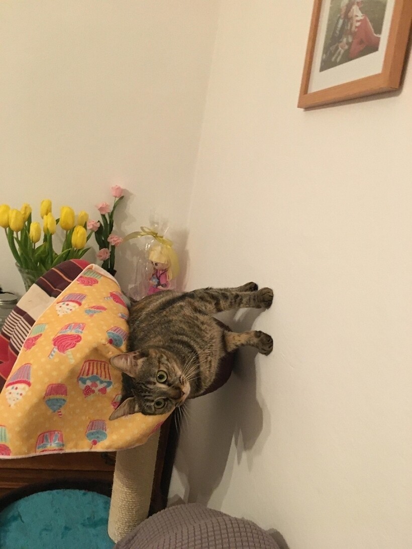 Блог - 11 котов, которые не знают правил физики, а потому с легкостью их нарушают 11 котов, которые не знают правил физики, а потому с легкостью их нарушают