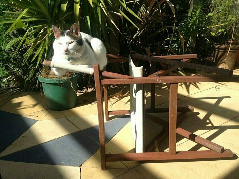 Блог - 11 котов, которые не знают правил физики, а потому с легкостью их нарушают 11 котов, которые не знают правил физики, а потому с легкостью их нарушают