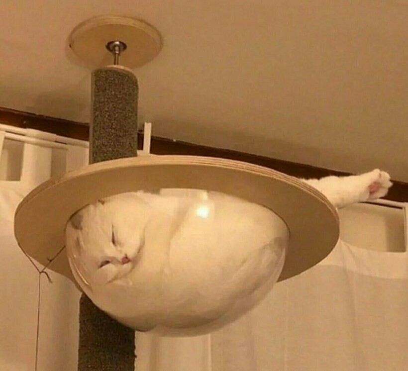 Блог - 11 котов, которые не знают правил физики, а потому с легкостью их нарушают 11 котов, которые не знают правил физики, а потому с легкостью их нарушают