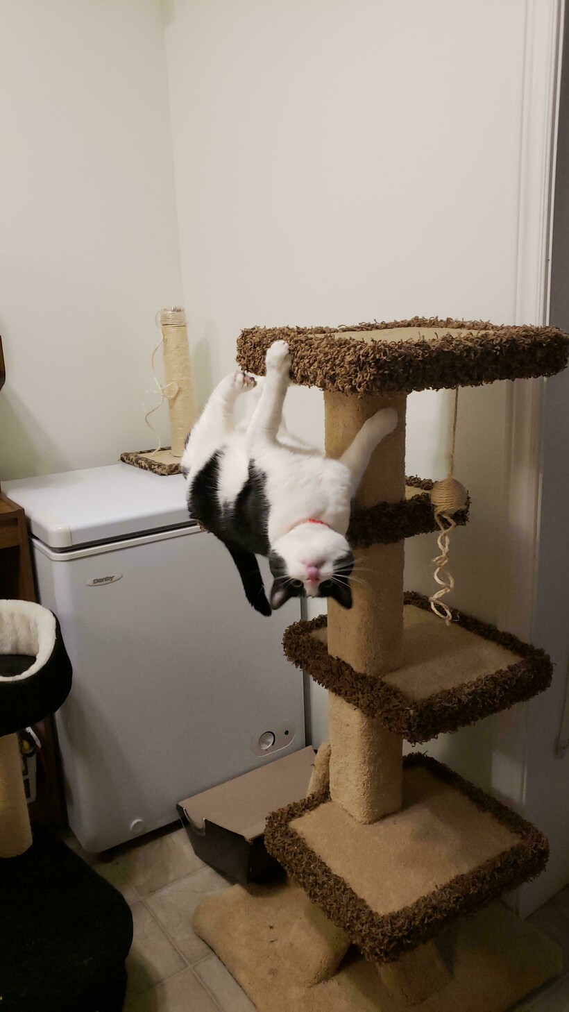 Блог - 11 котов, которые не знают правил физики, а потому с легкостью их нарушают 11 котов, которые не знают правил физики, а потому с легкостью их нарушают