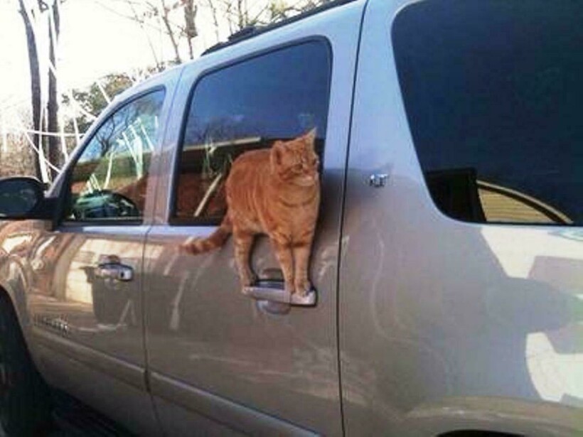 Блог - 11 котов, которые не знают правил физики, а потому с легкостью их нарушают 11 котов, которые не знают правил физики, а потому с легкостью их нарушают